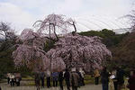 090324kourakuen04.jpg