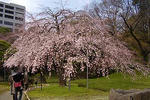 090324kourakuen08.jpg