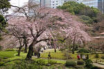 090324kourakuen19.jpg