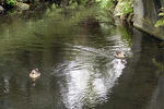 090324kourakuen26.jpg