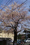 090403unokihachiman09.jpg