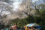 090403tamagawadaikouen25.jpg