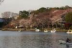 090403senzokuike02.jpg