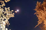 090406megurogawa19.jpg