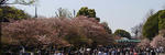 090410ueno-park01.jpg