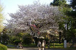 090410tokyo_n_museum12.jpg