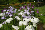 090613koukyo14.jpg