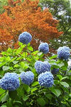 090613koukyo40.jpg