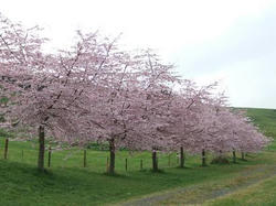 DSCF0250.JPG