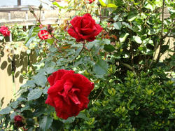 DSC01024.JPG