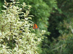 DSCF2579.JPG