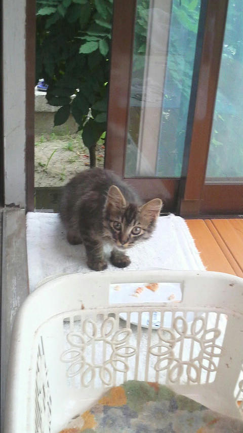 ダヤン