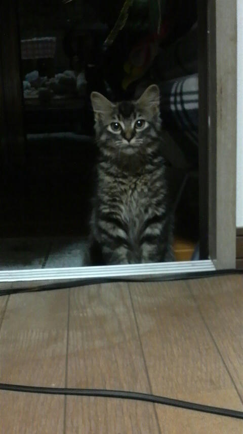 ねこ