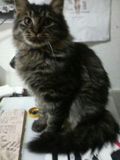 ねこ