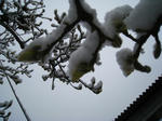 IMG_2567.JPG