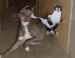 cat_vs_dog.jpg