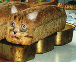 cat3.jpg