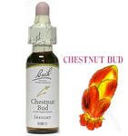 7.chestnutbud.jpg