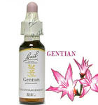 12.gentian.jpg