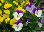 20080504-01.JPG