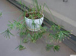 20080529-01.JPG