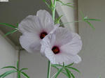 20090911-01.JPG