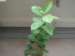 20100923-01.JPG