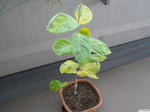 20101118-01.JPG
