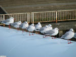 20110101-02.JPG