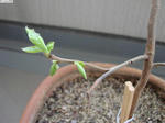 20110409-01.JPG