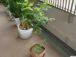 20110709-01.JPG