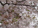 20120415-03.JPG