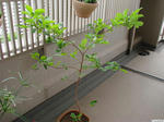 20120504-02.JPG