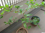 20120526-02.JPG