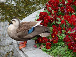 20130406-04.JPG