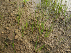 SANY0062-small.jpg