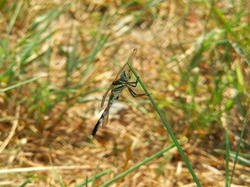 SANY0028-small.JPG