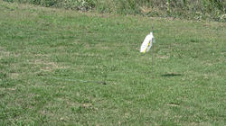 SANY0897.jpg