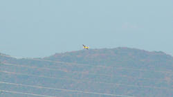 SANY1261.jpg