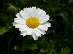 すききらいの花