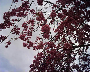 桜1