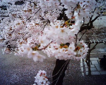 桜2