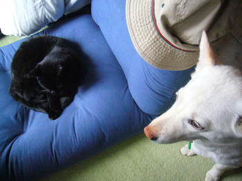 愛犬愛猫