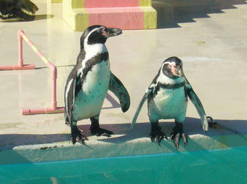 おたる水族館5