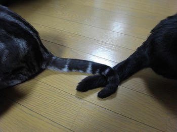 2人のしっぽ