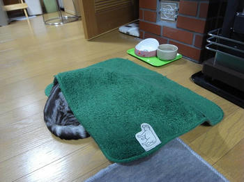 モリー22