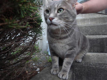 外猫4