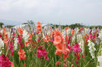 e663a2f0.JPG