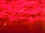 DSCN78541.JPG
