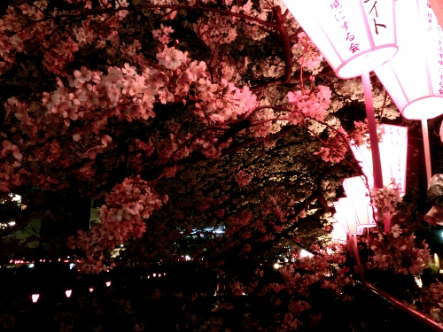 目黒川桜祭り夜桜